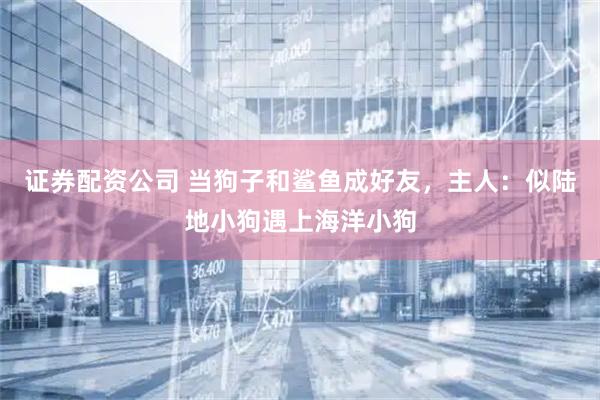 证券配资公司 当狗子和鲨鱼成好友，主人：似陆地小狗遇上海洋小狗