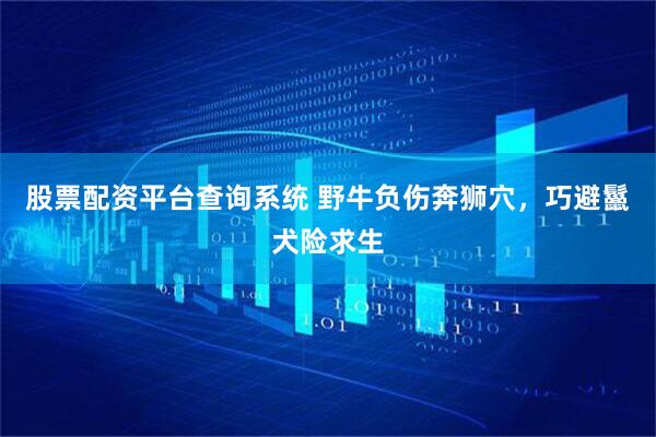股票配资平台查询系统 野牛负伤奔狮穴，巧避鬣犬险求生