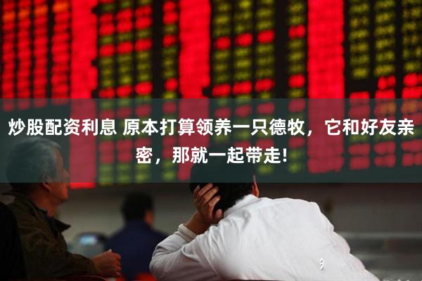 炒股配资利息 原本打算领养一只德牧，它和好友亲密，那就一起带走!